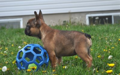 French Bulldog News Title